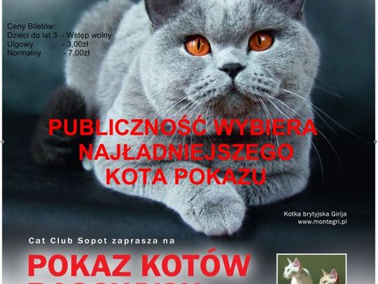 Pokaz Kotów Rasowych i Domowych