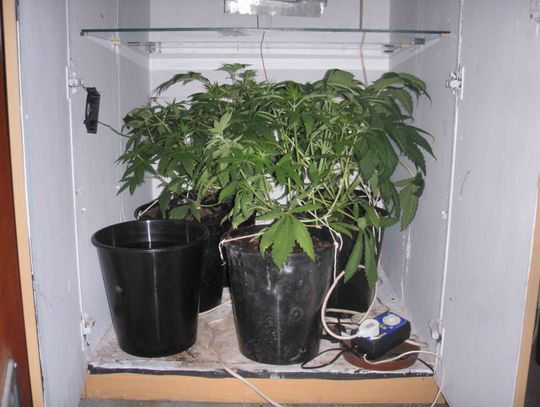 Poletko konopi indyjskich w garażu