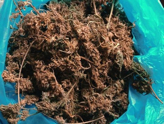 Policjanci i funkcjonariusze KAS ujawnili ponad 440 kilogramów nielegalnego tytoniu i prawie 200 gramów marihuany