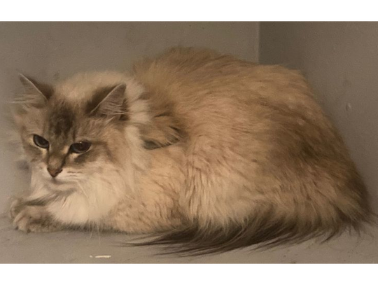 Policjanci uratowali kota, który pozostawiony był w zamkniętym samochodzie, w nasłonecznionym miejscu