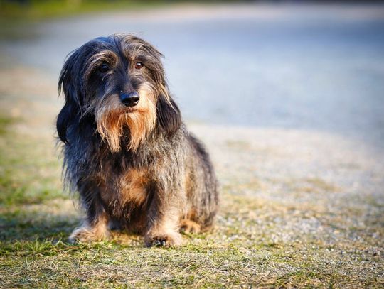Policjanci uratowali psa, którego właściciel skazał na śmierć