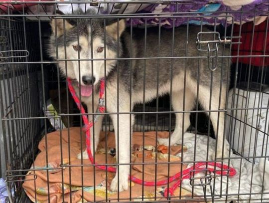 Policjanci z Gdyńskiej drogówka miała nietypowa interwencję