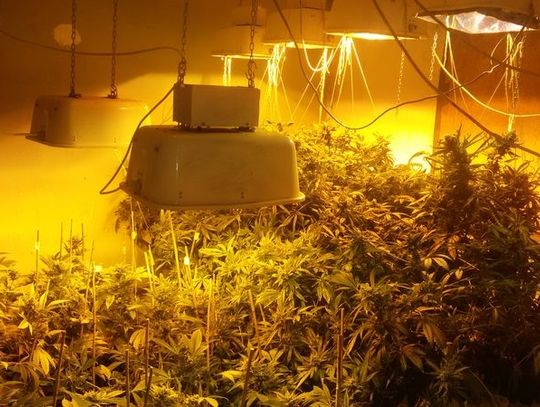 Policjanci zabezpieczyli 156 krzaków konopi indyjskich