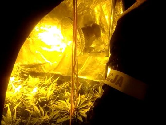 Policjanci zlikwidowali nielegalną plantację