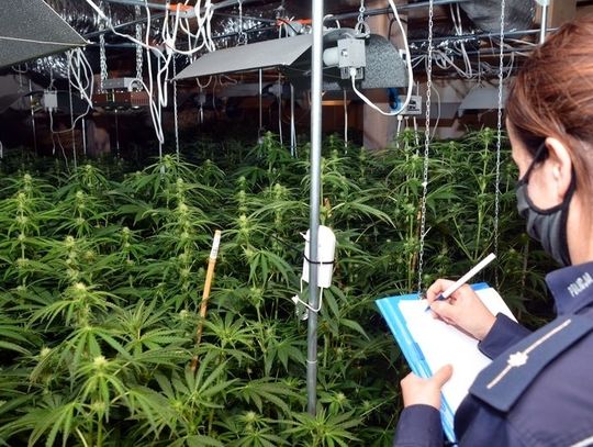 Policjanci zlikwidowali nielegalną plantację marihuany