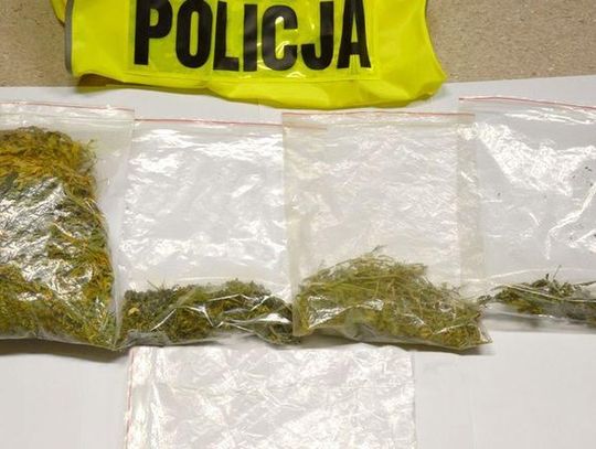 Policjanci zlikwidowali uprawę marihuany. Za popełnienie tego czynu grozi kara do 3 lat więzienia