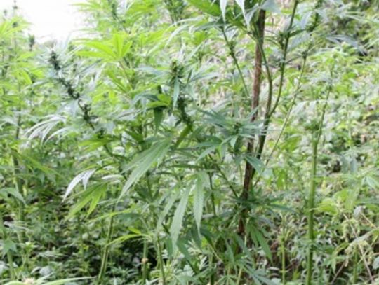 Półmetrowe konopie indyjskie wyrosły pod nosem prezydenta i przed wysokim sądem