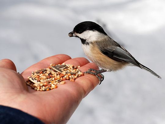 Pomóżmy im przetrwać! Jak pomóc zwierzętom przetrwać zimę? 