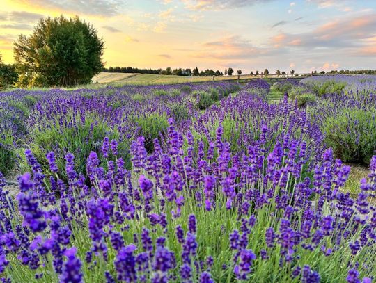Ponad trzy tysiące krzewów lawendy w Radziejewie! Koniecznie musicie odwiedzić to wyjątkowe miejsce
