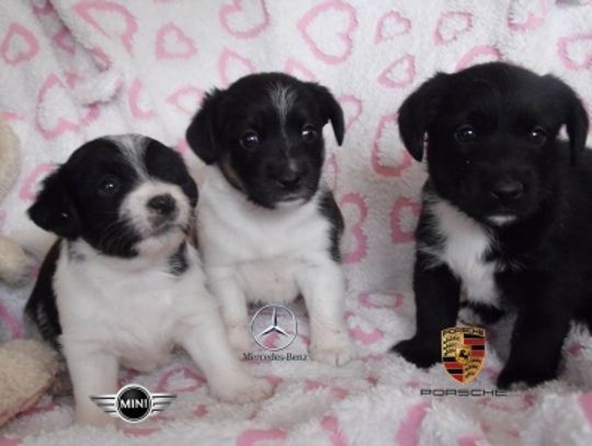 Porsche, Mercedes i Mini czekają na Was!