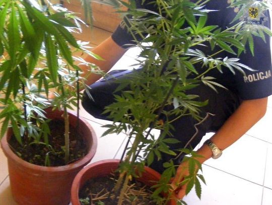 Porzucone konopie w rowie