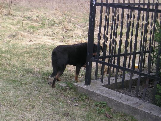 Porzucony pies. Wypatruje swego "pana" 
