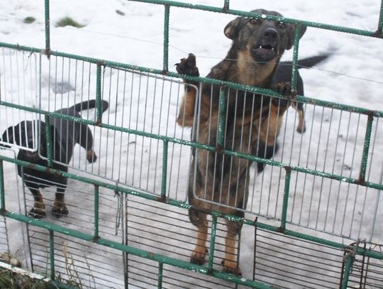 Potrzebne schronisko dla zwierząt