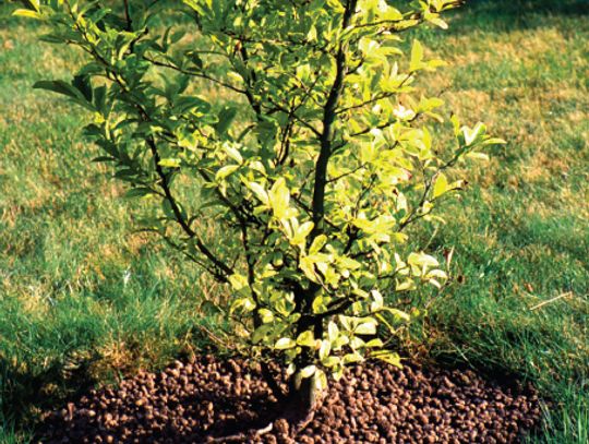Powrót zieleni na balkony i tarasy