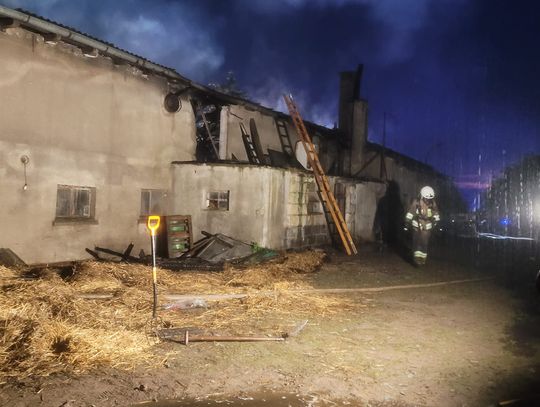 Pożar chlewni w Mościskach. Z płonącego budynku ewakuowano 72 świnie