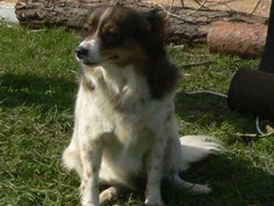 Pożar od pioruna. Kundel uratował życie mieszkańców