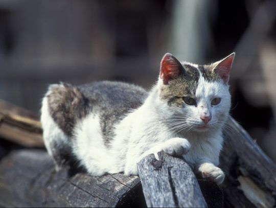 Prezydent Gdańska dla kotów