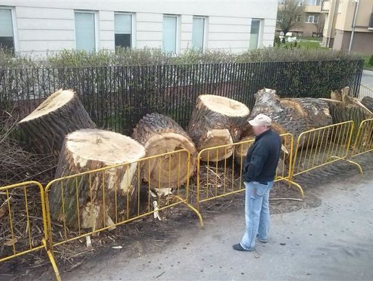 Prezydent Gdańska zgodził się na wycinkę starej topoli, bo...drzewo kolidowało z inwestycją