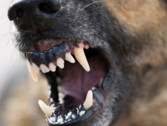 Problem z psami na Łapiszewie - Straż Miejska interweniuje, magistrat apeluje