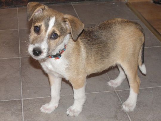 Przeciwko obowiązkowi zakładania kagańca małym pieskom