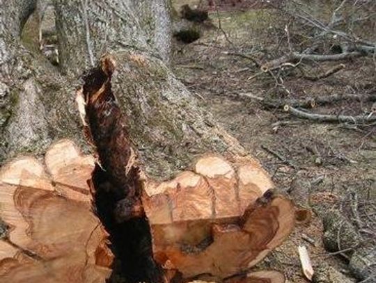 Przygnieciony przez drzewo podczas &quot;lewej&quot; wycinki, jest w ciężkim stanie