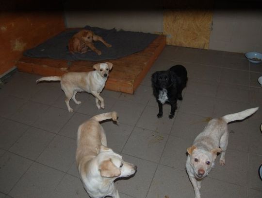 Psi azyl przepełniony. Schronisko apeluje o adopcje i wsparcie