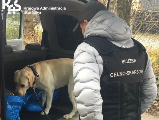 Psi nos Bruna znowu niezawodny