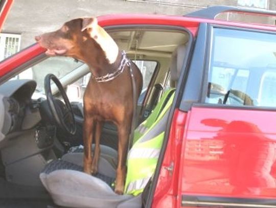 Psy na łańcuchu, w gorącym samochodzie