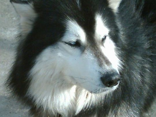 Psy w ringu – o Bursztynową Falę 