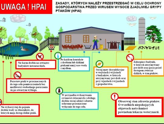 Ptasia grypa. Rozporządzenia wojewody 