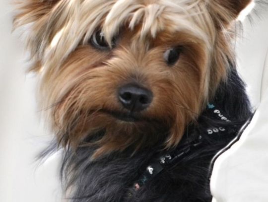 Pupli, ratownik, tropiciel, a przede wszystkim przyjaciel. Psy nad Wisłą