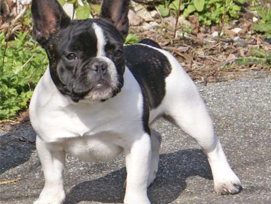 Radzimy jak oduczyć psa agresji