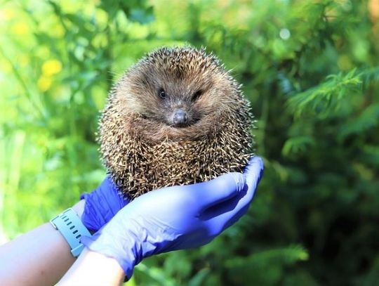 Ratują dzikie zwierzęta - ośrodek Ostoja potrzebuje wsparcia, by móc pomagać 
