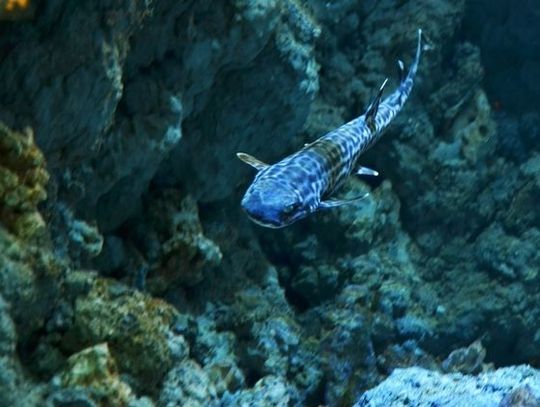 Rekin marmurkowy już do oglądania