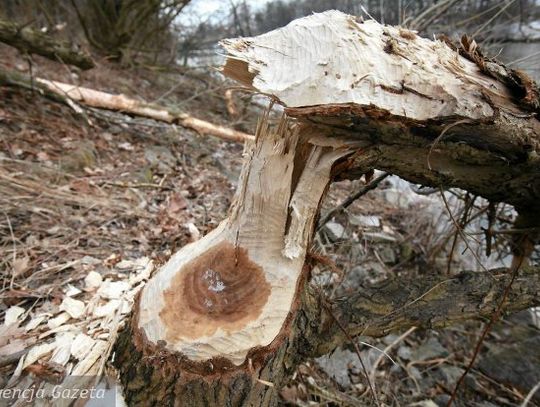 Rolnicy liczą straty spowodowane przez bobry i dziki