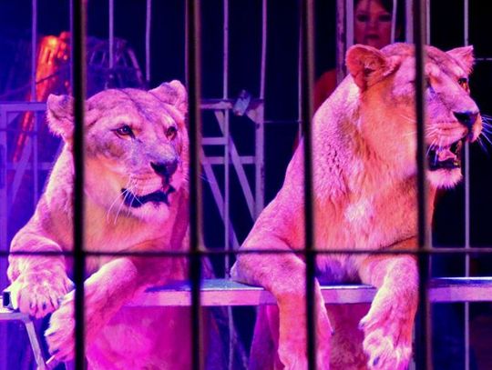 Rozdajemy bilety do Cyrku Arena!