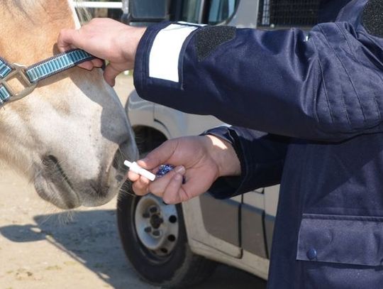 Rumak policyjny - jako alkomat i narko-tester