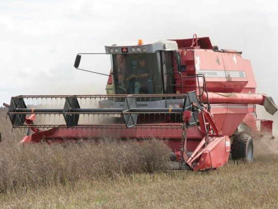 Rzepaku mniej - zboża droższe w skupie