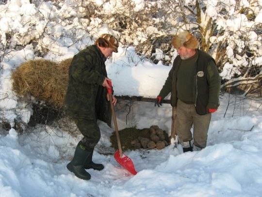 Sarnom zagraża aura i... psy. Myśliwi nie dokarmiają zwierząt w swoim obwodzie łowieckim?