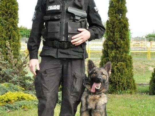 Schowała narkotyki w drzwiach - znalazł je owczarek o imieniu Ilab