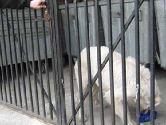 Schwytali agresywnego psa