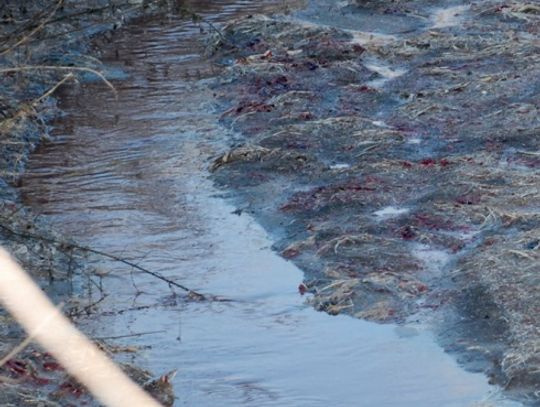 Ścieki po uboju w strudze