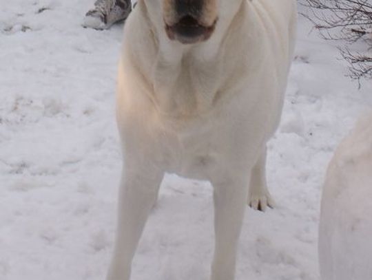 Skatował psa i wyrzucił go rowu