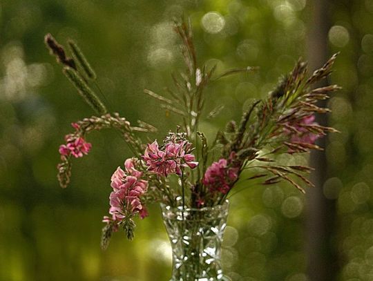Sklepy zielarskie w Gdańsku - gdzie warto robić zakupy?