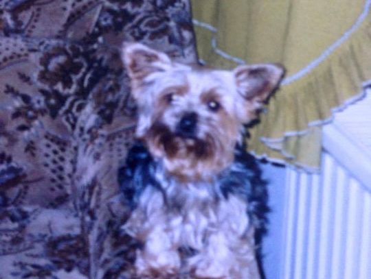 Skradziono Yorka! Właścicielka prosi o pomoc