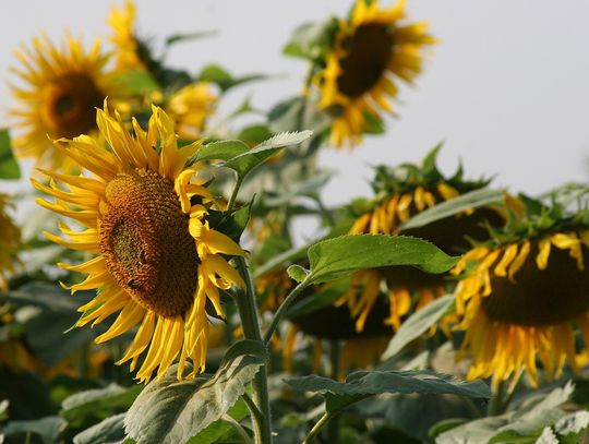 Słoneczniki 2025 – zgłoś kandydata do Nagrody Wójta Gminy Kaliska