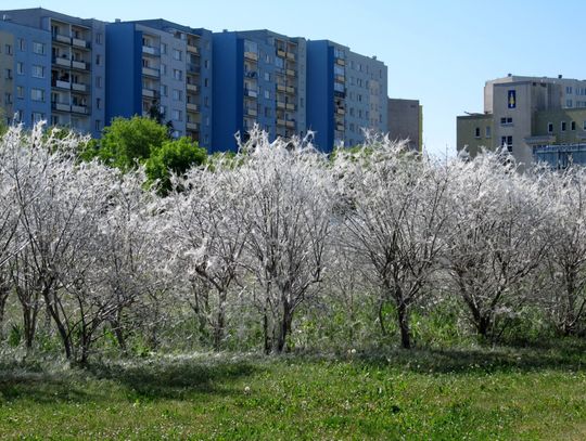 Służby nie reagują! Alarm dla służb ekologicznych! Roją się i wiją żółto – białe gąsienice! Co to za szkodniki? 