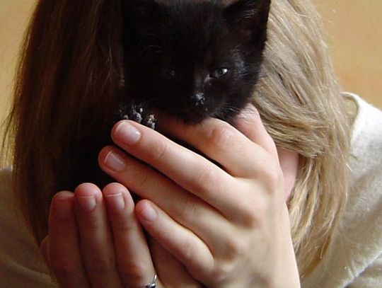 Smakowita wiadomość dla kotów. Otrzymają karmę za 12 tys. zł