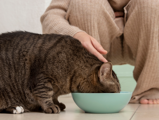 Smakowite przysmaki dla kota - wybierz najlepsze!