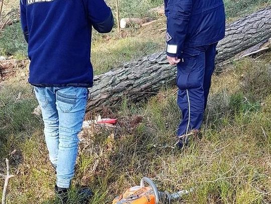 Śmiertelny wypadek w lesie. Upadające drzewo przygniotło 45–latka. 